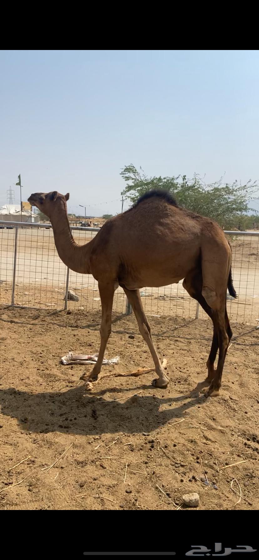 بكره حمراء64403958483074111