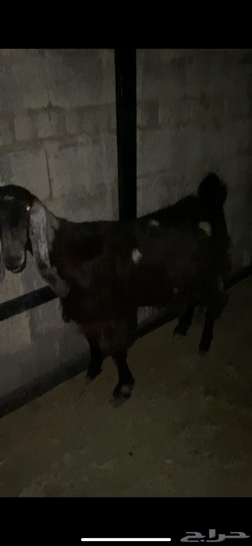 Luxury Kamori goat for sale, condition applied ((Sold))64544255562627113