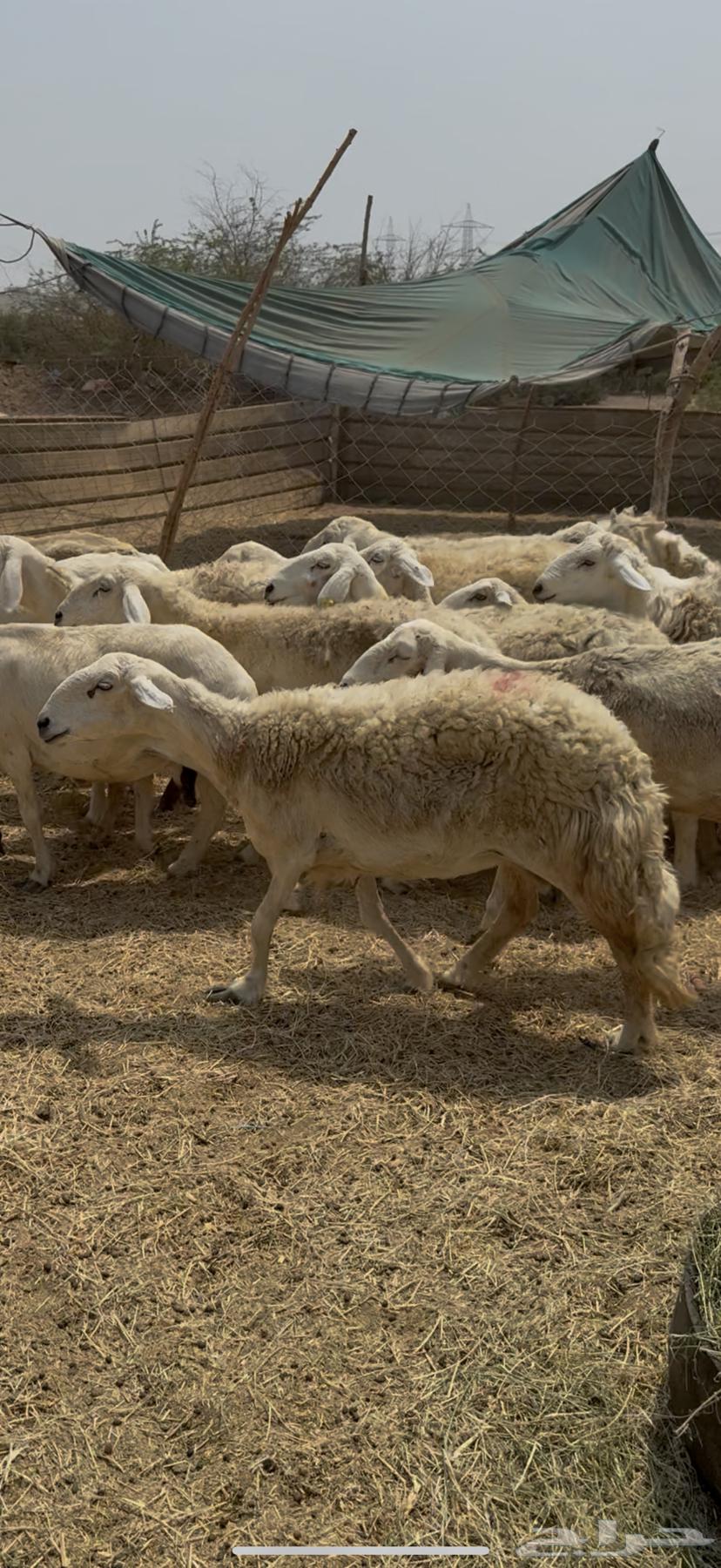 21 ضان مراح واحد بالفحل حرش دفع شرط كفووو (( تم البيع ))64546818523010112