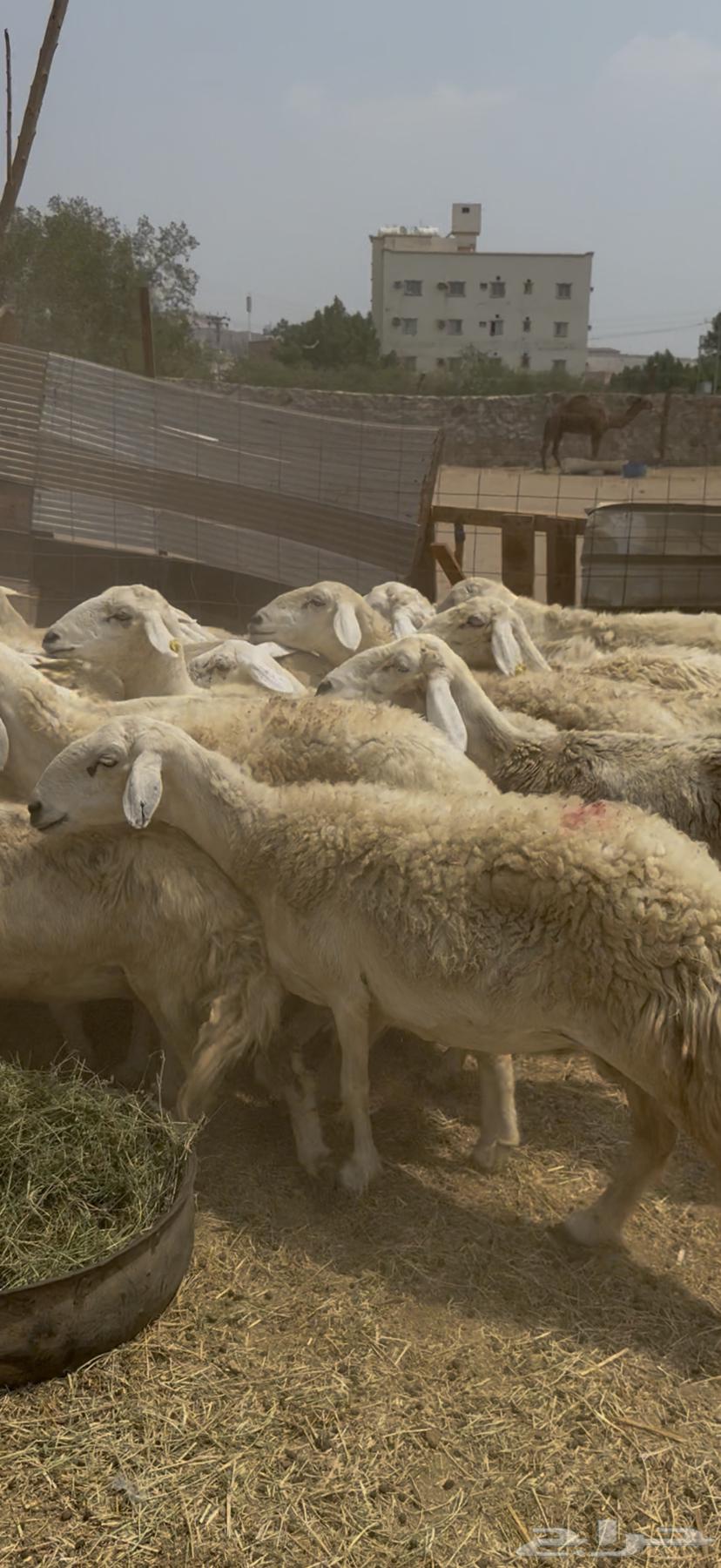 21 ضان مراح واحد بالفحل حرش دفع شرط كفووو (( تم البيع ))64546818523010110