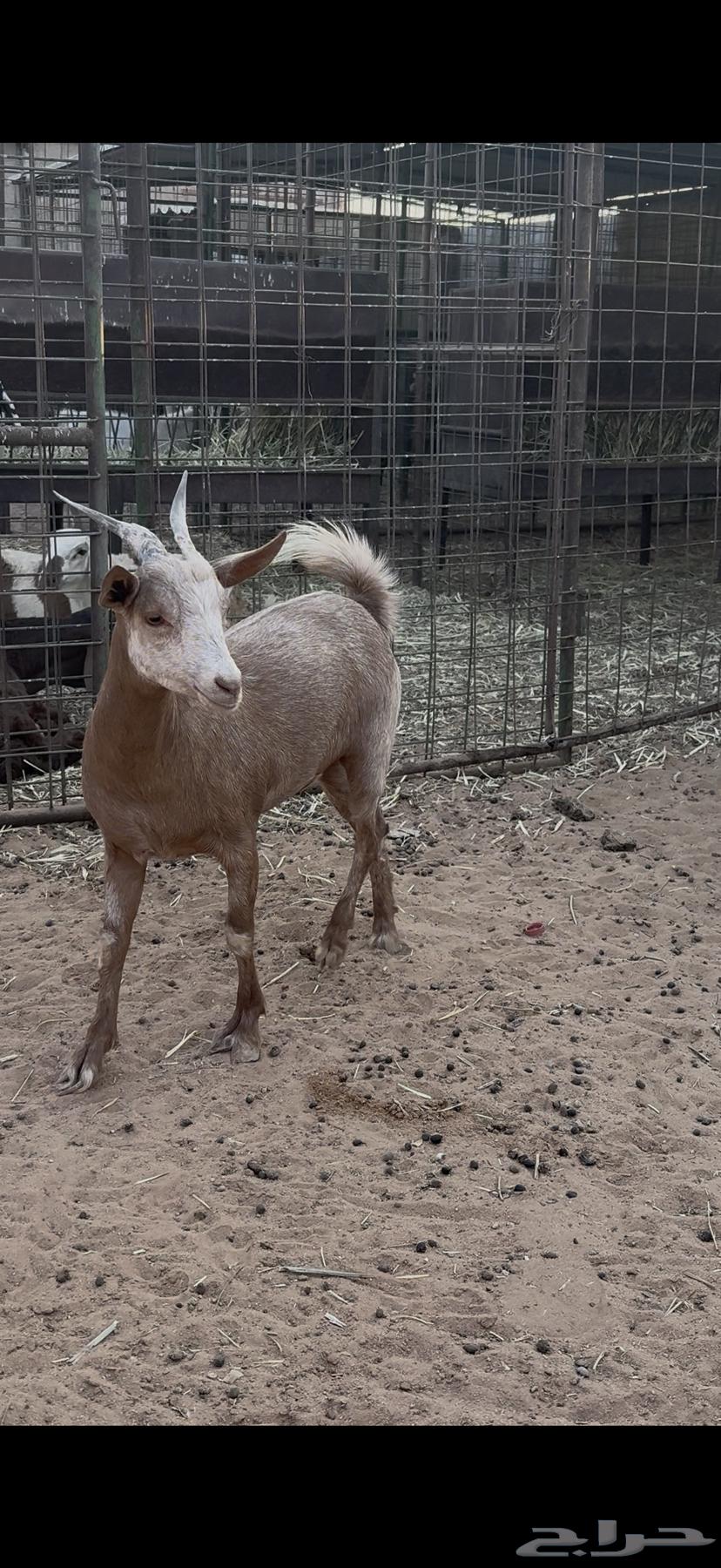 Jafrah Jadhaa64550874269953110