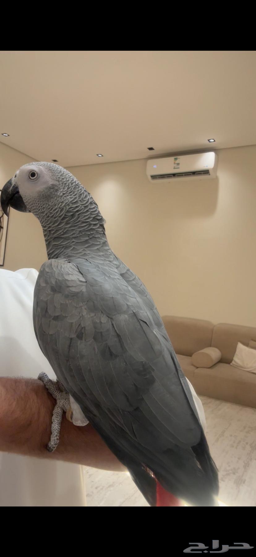 كاسكو سوبر سوبر جامبو(( تم البيع))64551561221507112