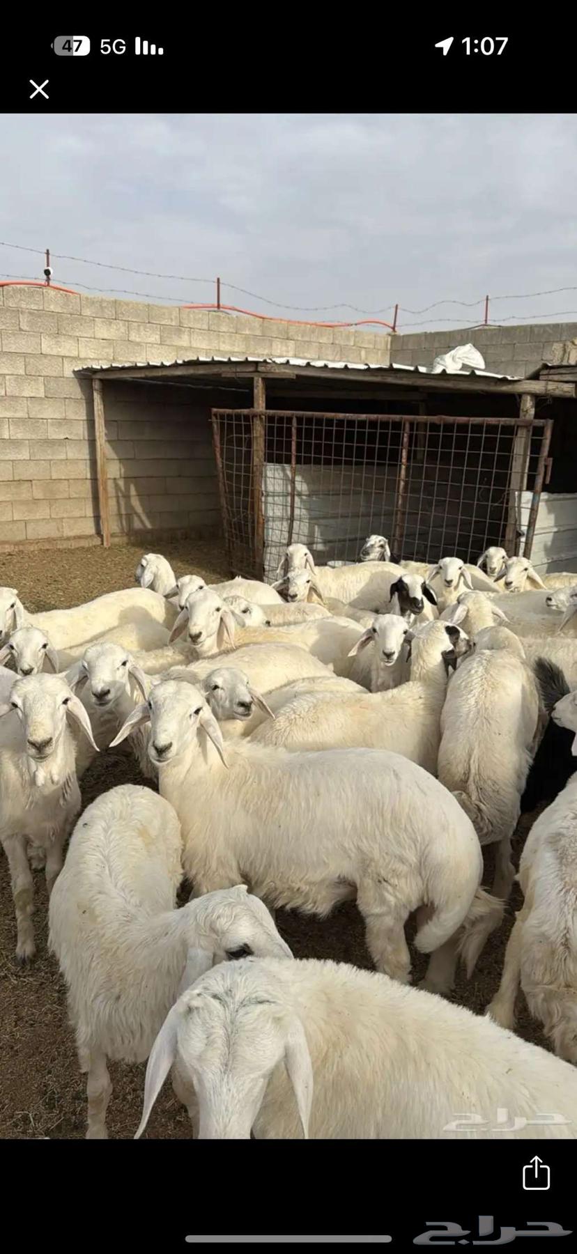 طليان و تيوس للبيع64547082647810112