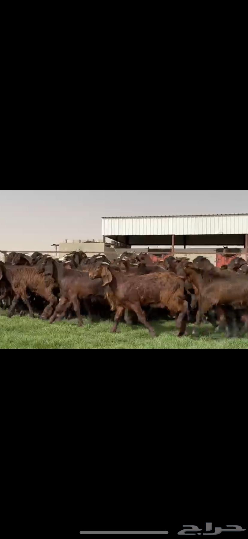 Cypriot goats with unique color and all horned64546011813763112