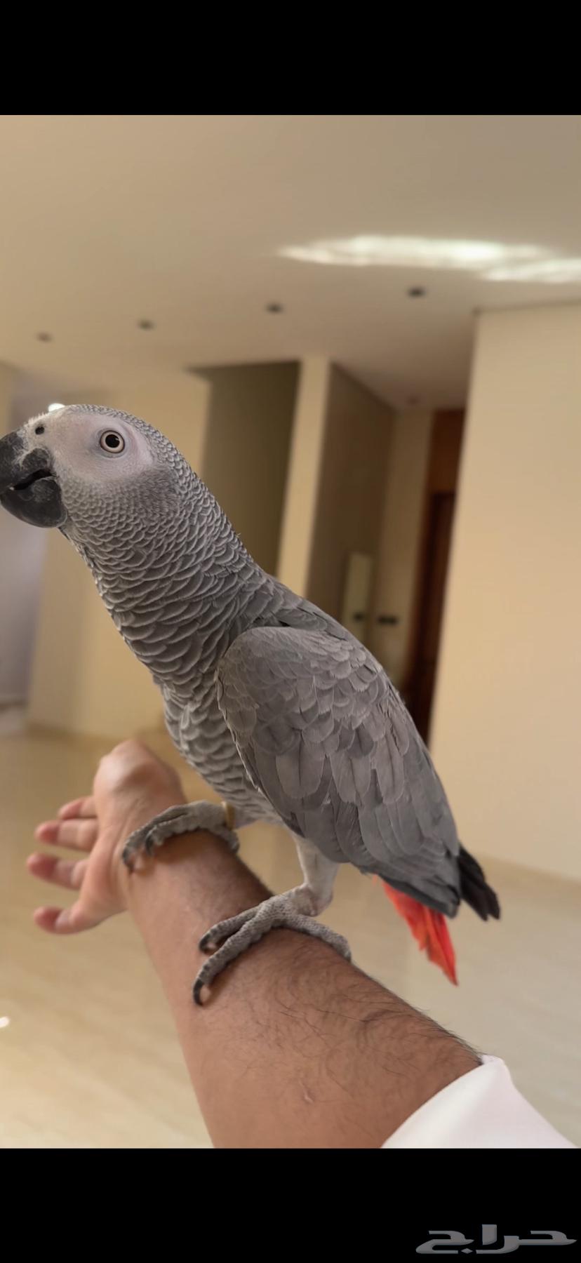 كاسكو سوبر سوبر جامبو(( تم البيع))64551561221507113