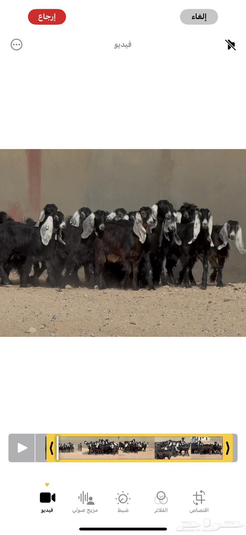 عرض رقم 3 جذعات عوارض ربش وسم واحد العدد 15 بالفحول 264546623541507111