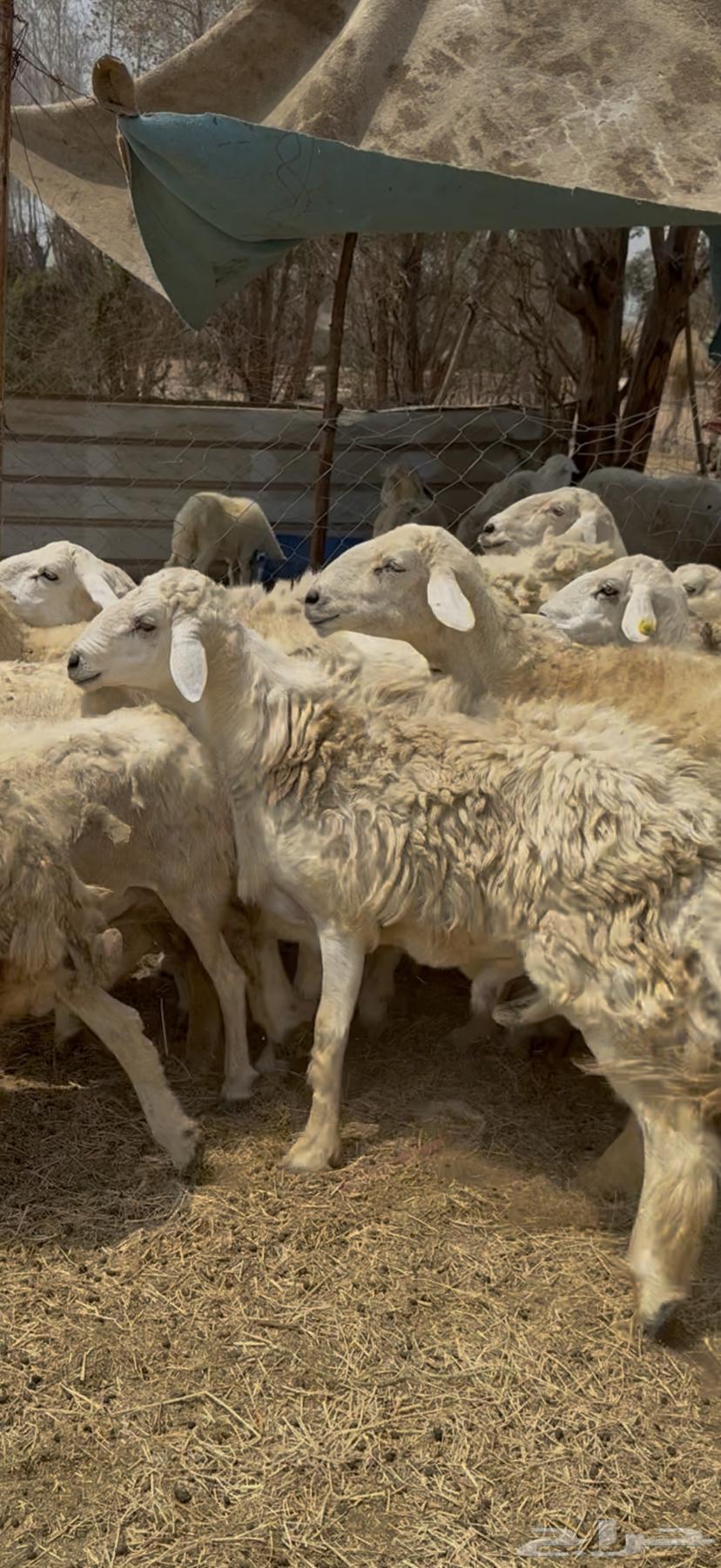 21 ضان مراح واحد بالفحل حرش دفع شرط كفووو (( تم البيع ))64546818523010113