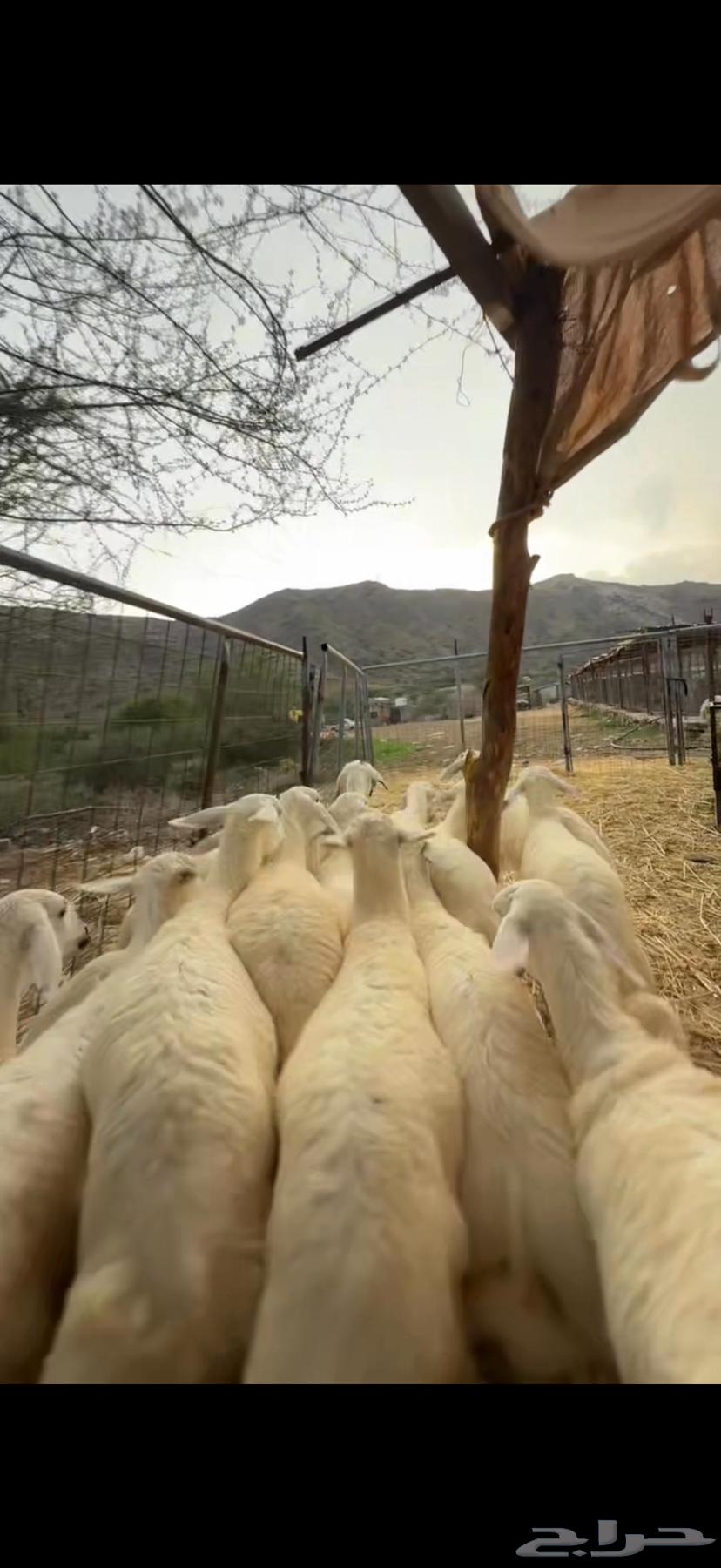 Establishment of Marah No. 1564550931275907113