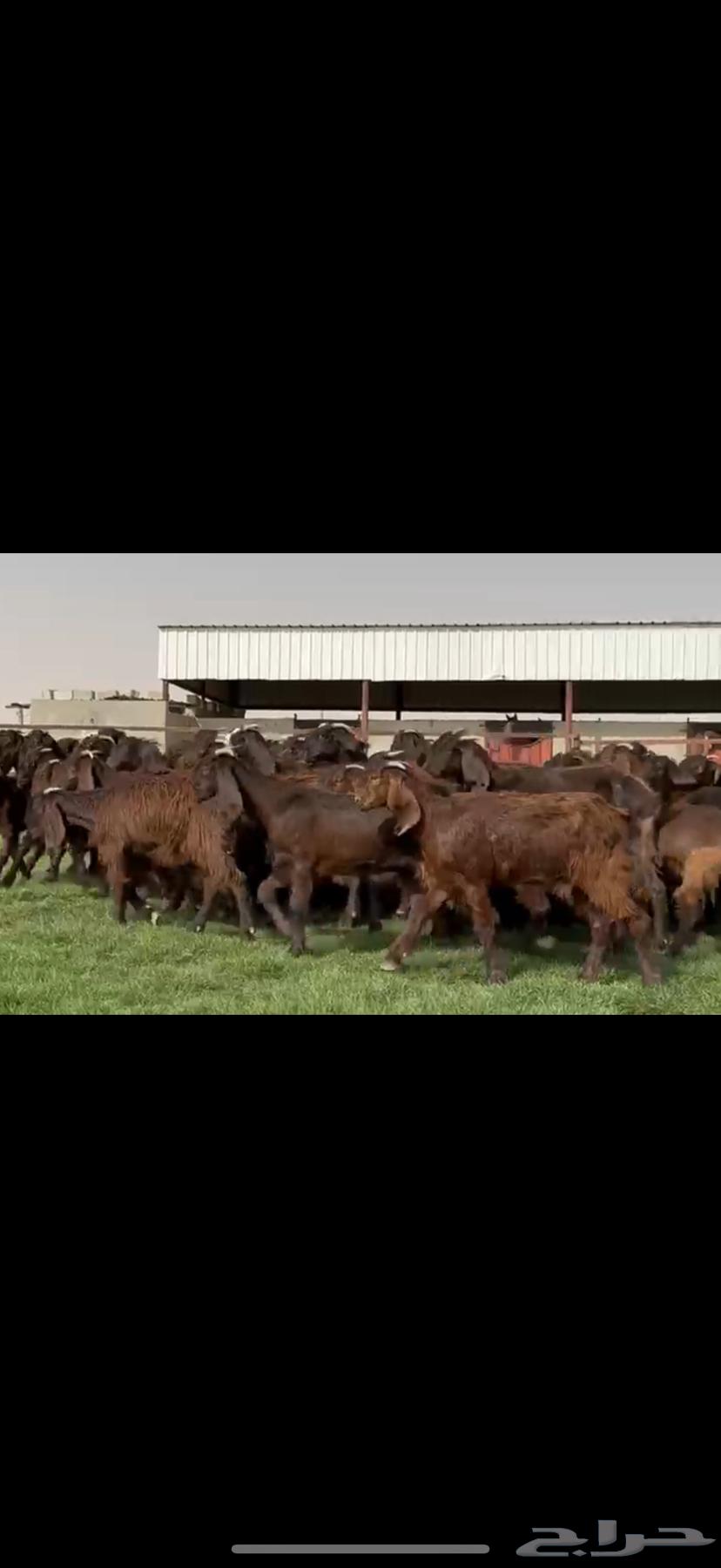 Cypriot goats with unique color and all horned64546011813763113