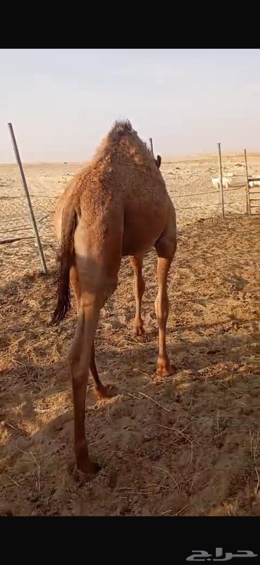 بكرة لبانيه للبيع64546609621507114