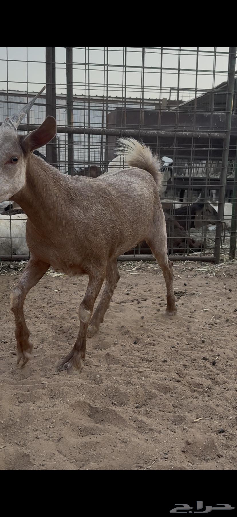 Jafrah Jadhaa64550874269953111