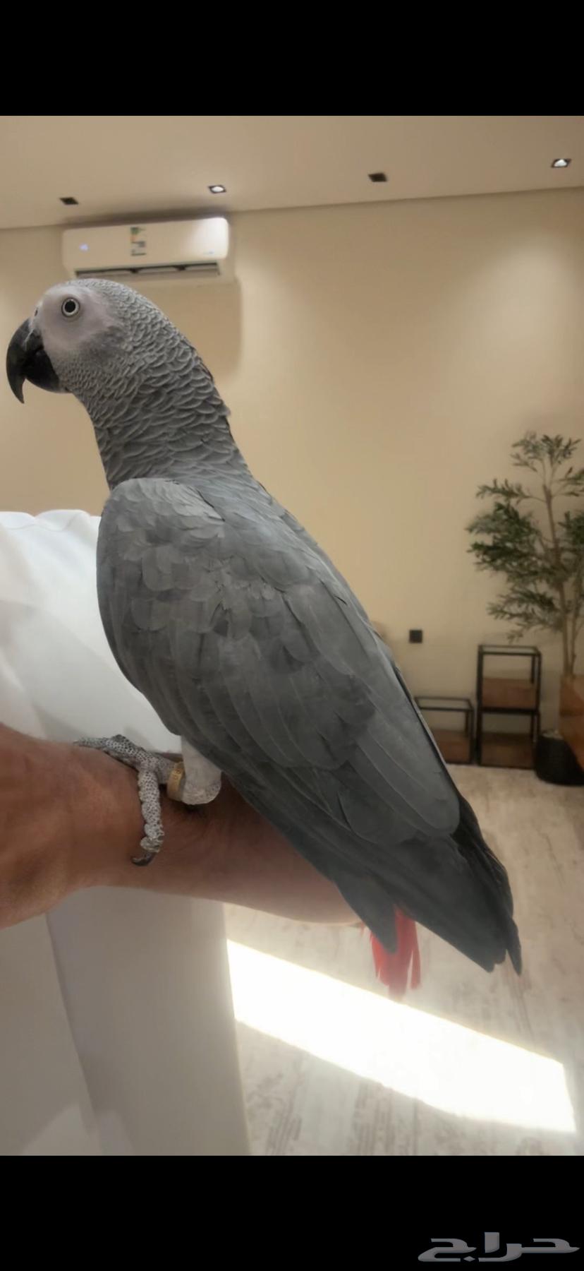 كاسكو سوبر سوبر جامبو(( تم البيع))64551561221507110