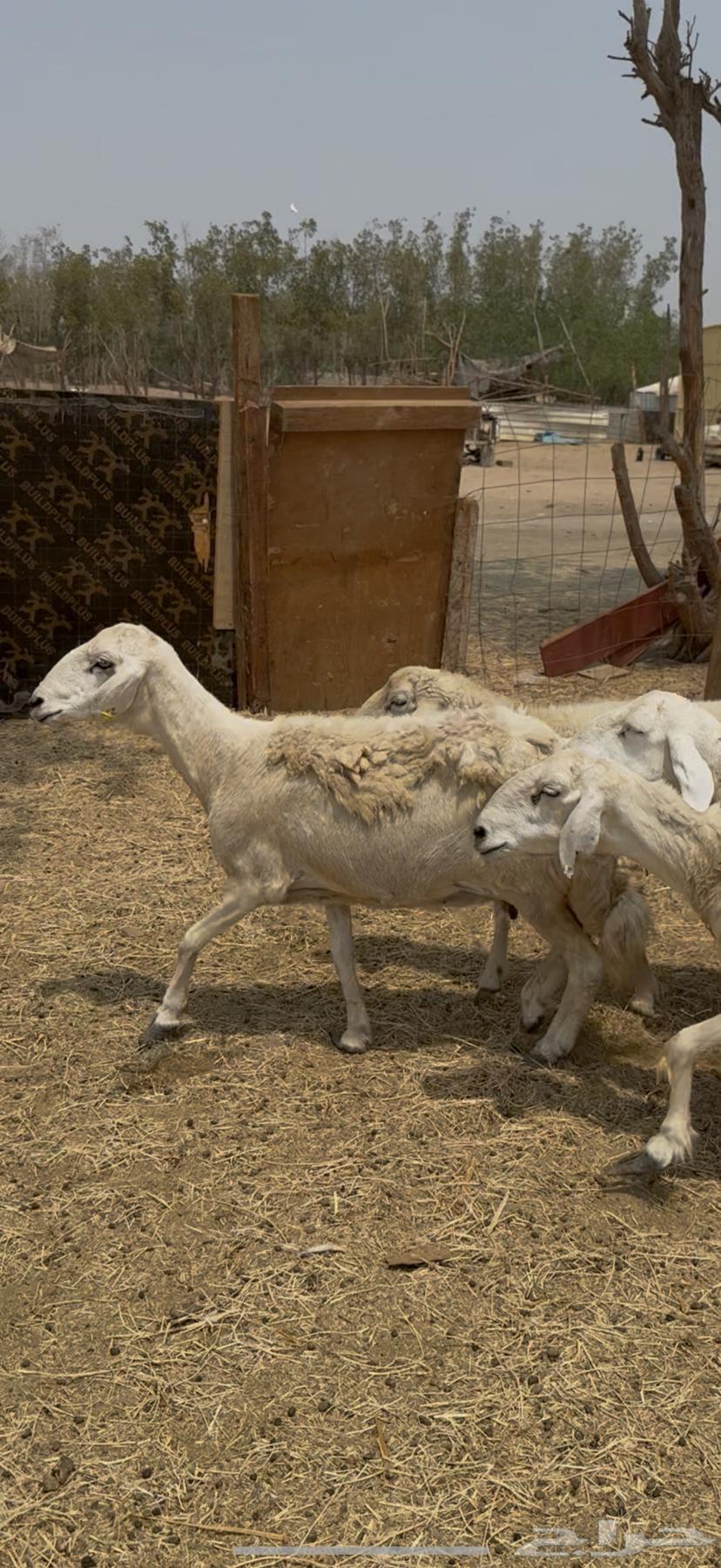 21 ضان مراح واحد بالفحل حرش دفع شرط كفووو (( تم البيع ))64546818523010114