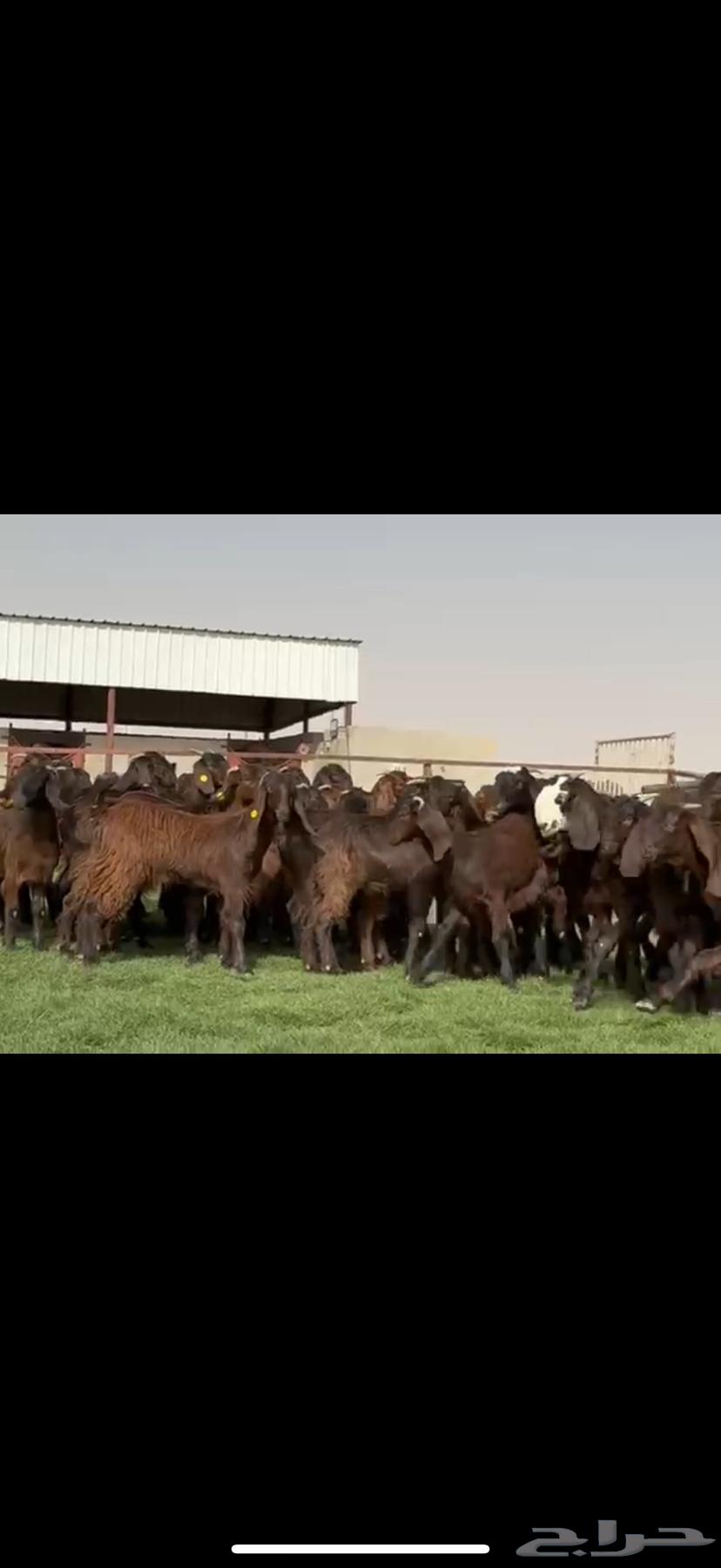 Cypriot goats with unique color and all horned64546011813763110