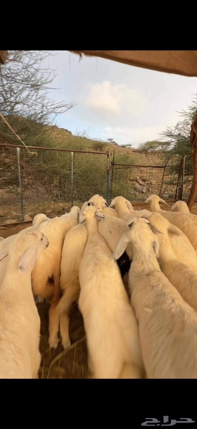 Establishment of Marah No. 1564550931275907114