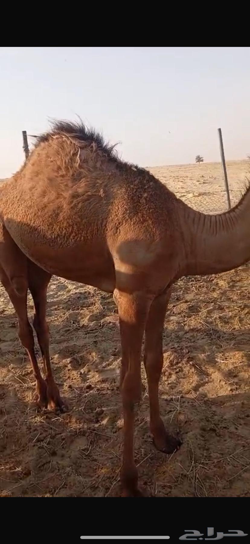 بكرة لبانيه للبيع64546609621507112