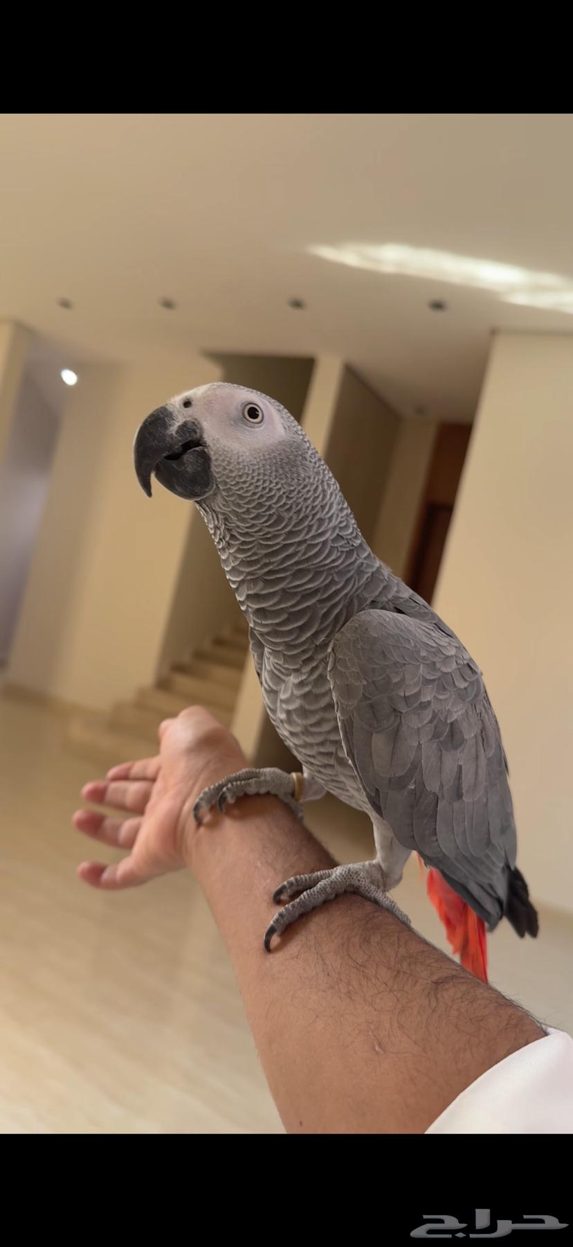 كاسكو سوبر سوبر جامبو(( تم البيع))64551561221507114