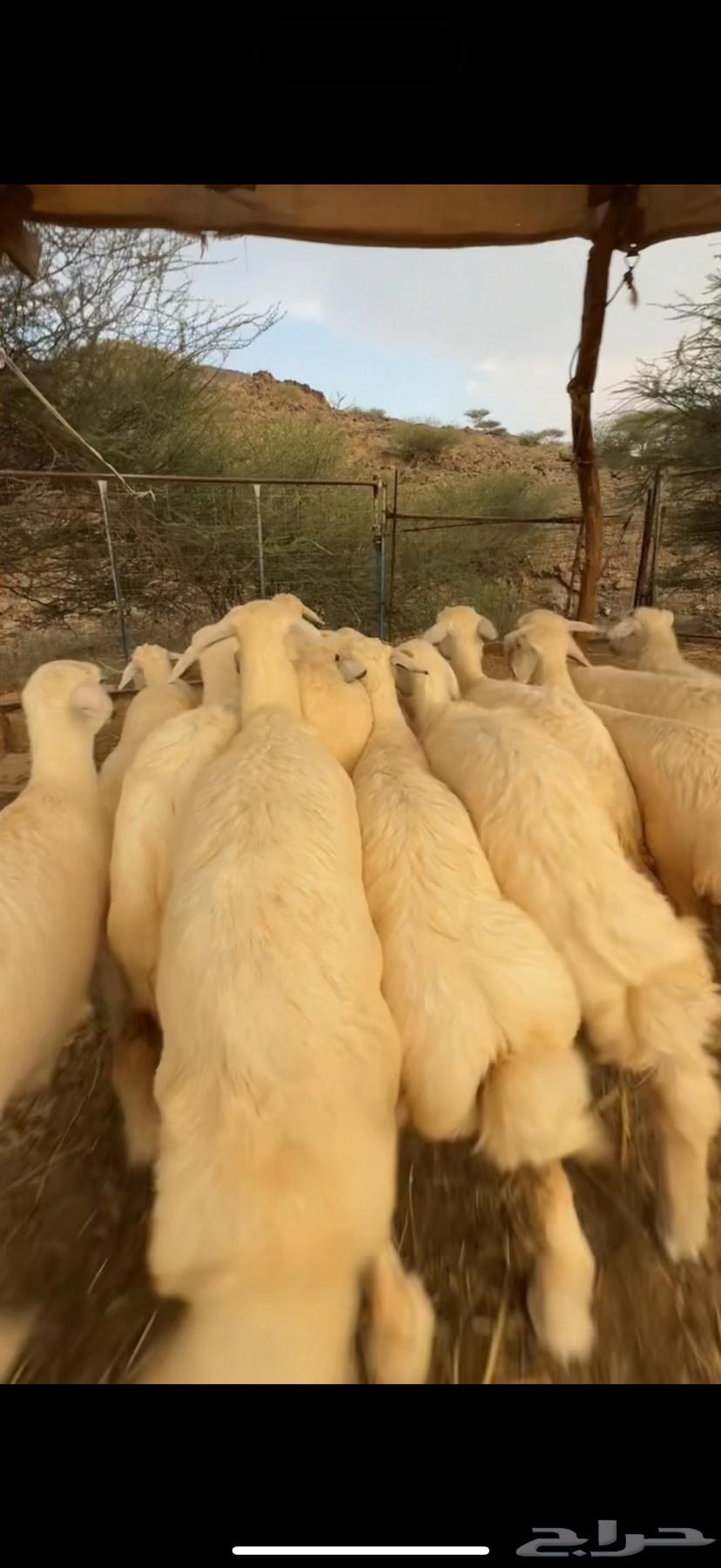 Establishment of Marah No. 1564550931275907110