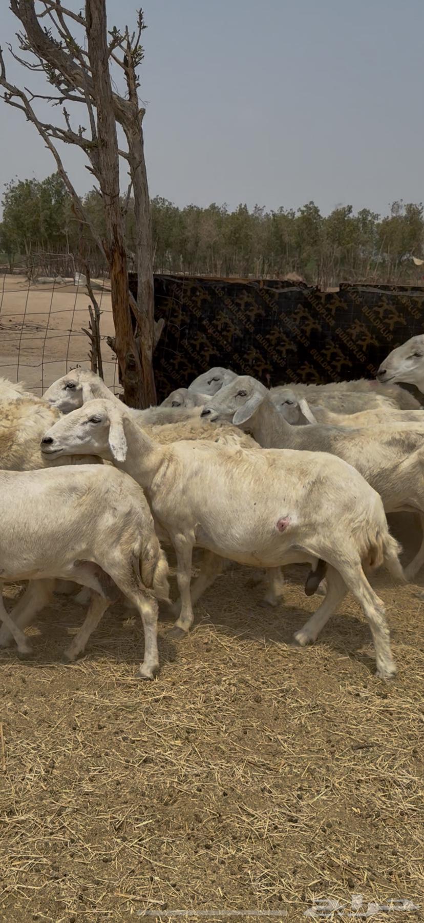 21 ضان مراح واحد بالفحل حرش دفع شرط كفووو (( تم البيع ))64546818523010111