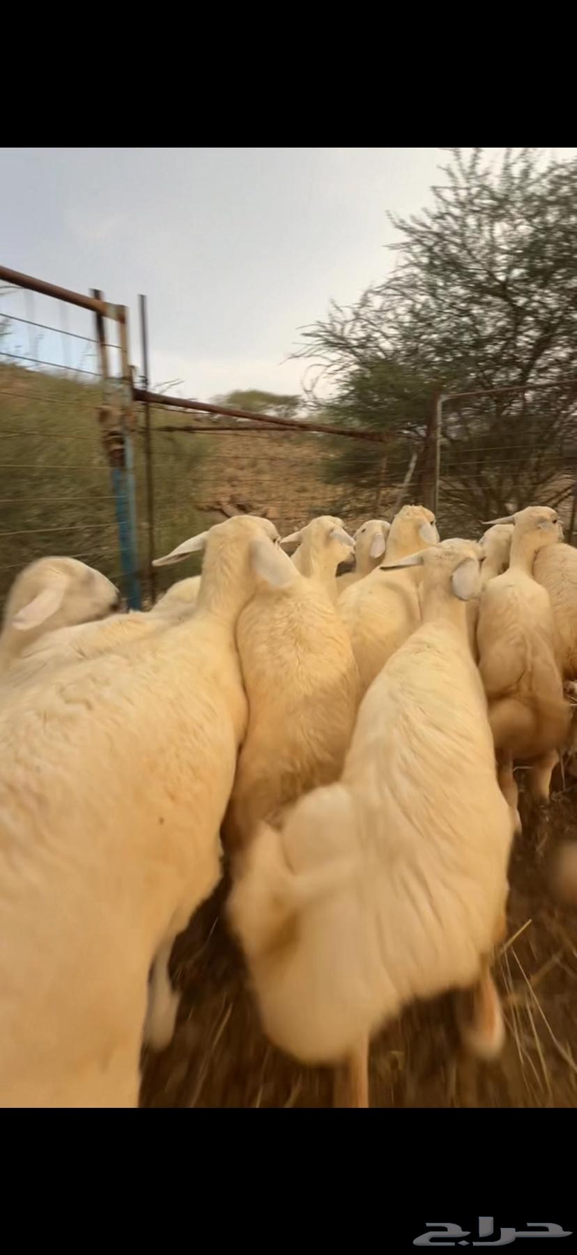 Establishment of Marah No. 1564550931275907112