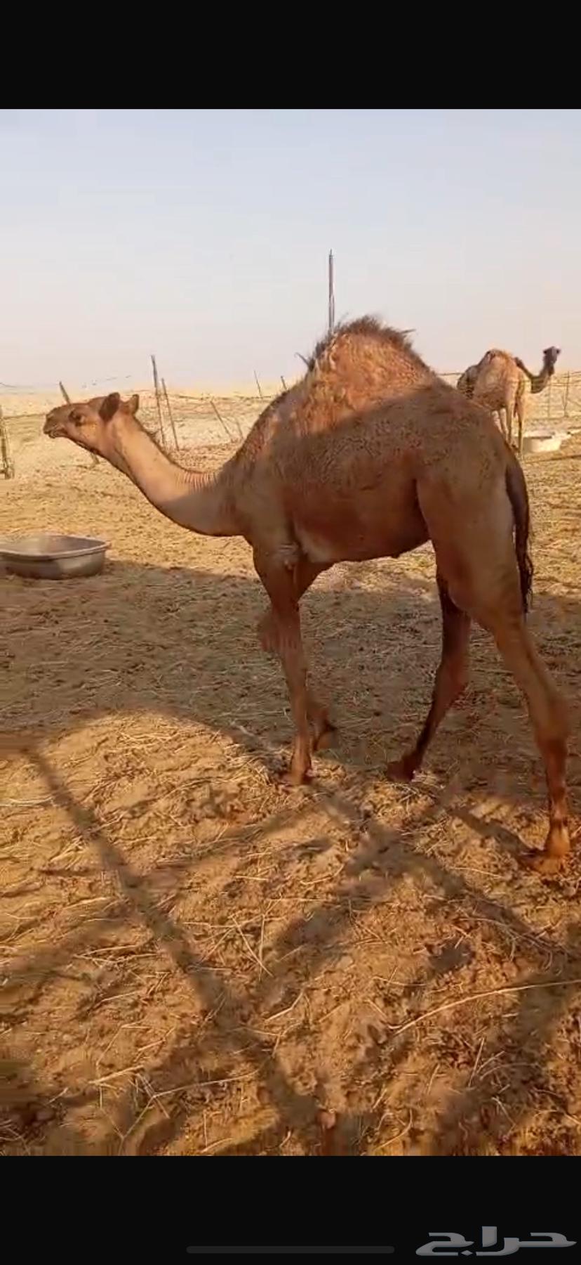 بكرة لبانيه للبيع64546609621507111