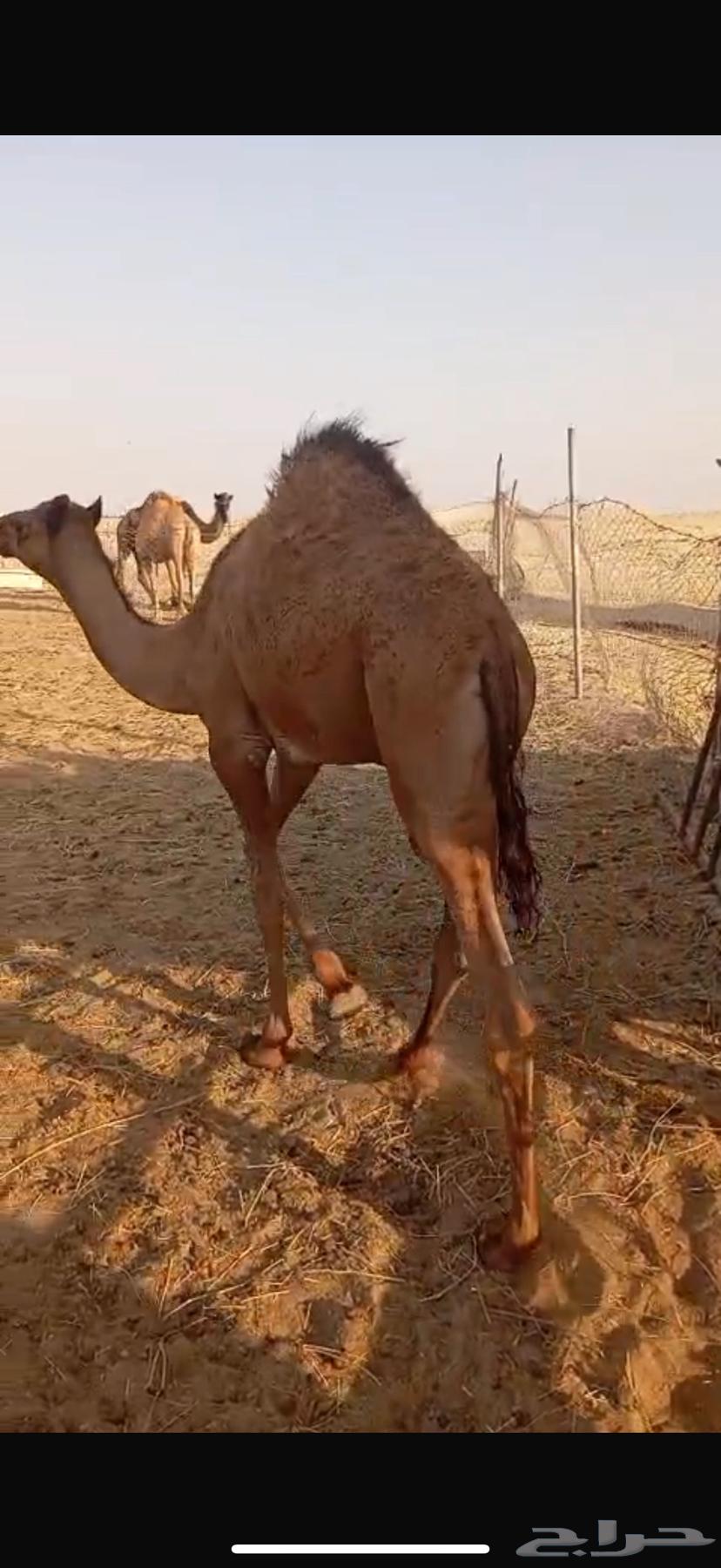 بكرة لبانيه للبيع64546609621507113