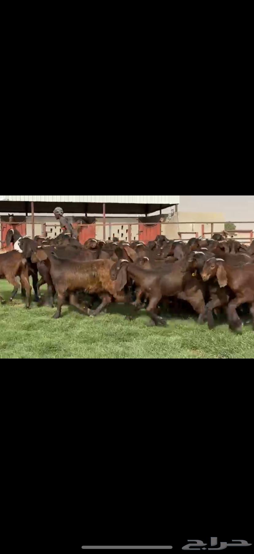 Cypriot goats with unique color and all horned64546011813763111