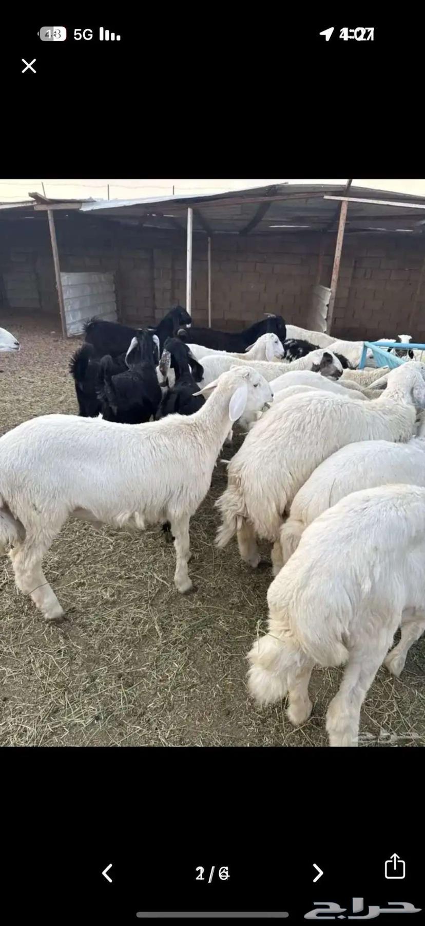 طليان و تيوس للبيع64547082647810110