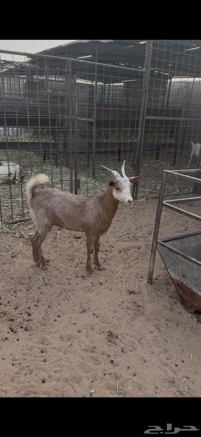 Jafrah Jadhaa64550874269953112