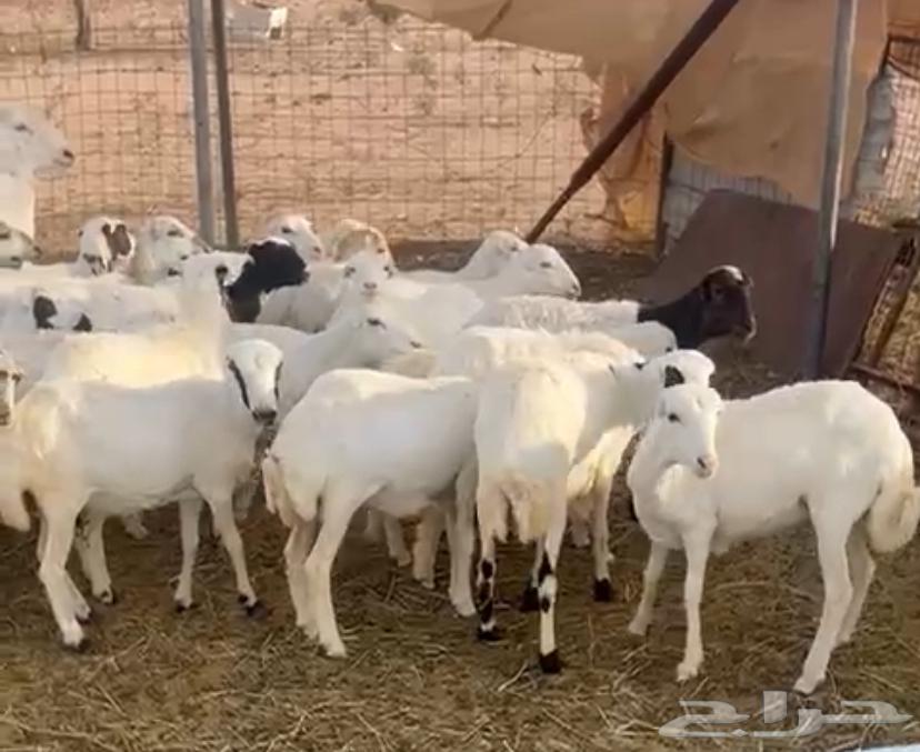 رخال رفيدية جاهزه للفحل تم البيع تم البيع64546054241538112