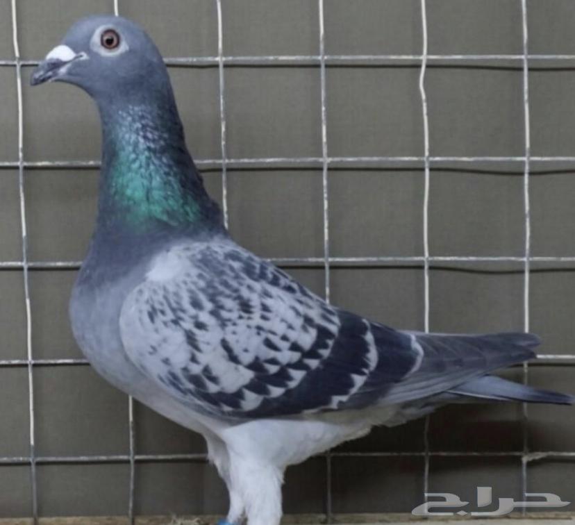 حمام سوادي للبيع64547124241667111