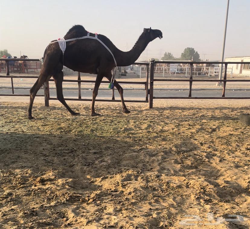 للبيع ضروبة كفو64545431360898110