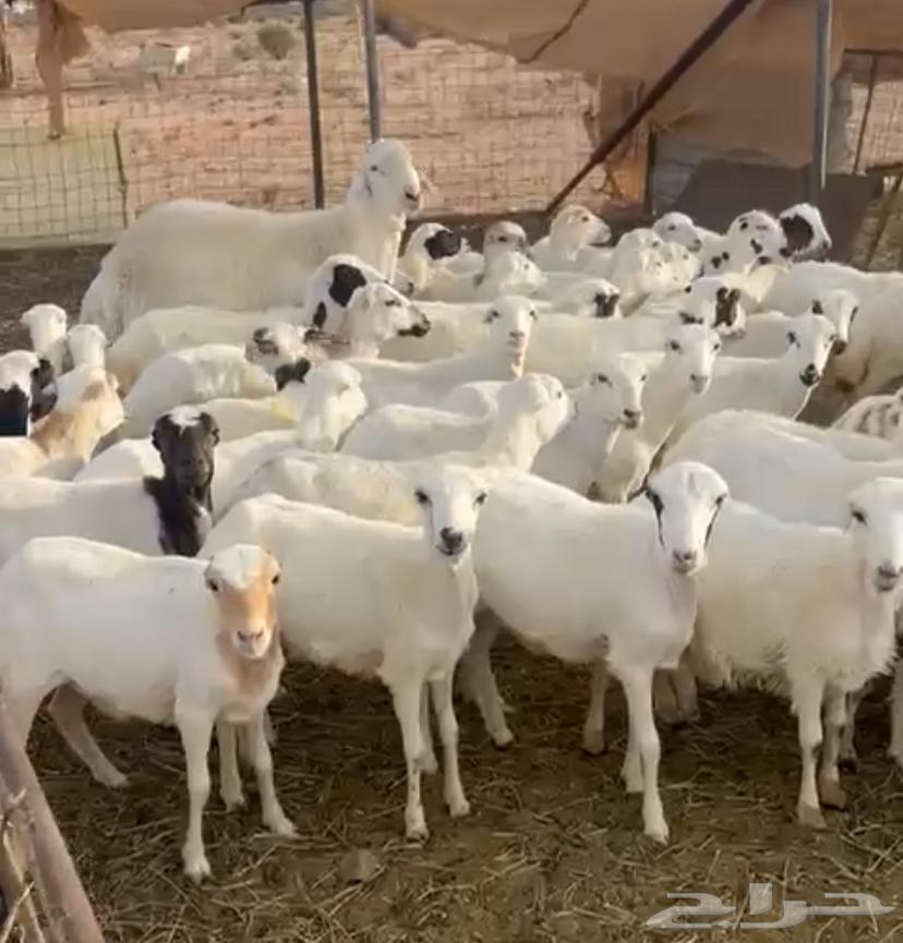 رخال رفيدية جاهزه للفحل تم البيع تم البيع64546054241538111