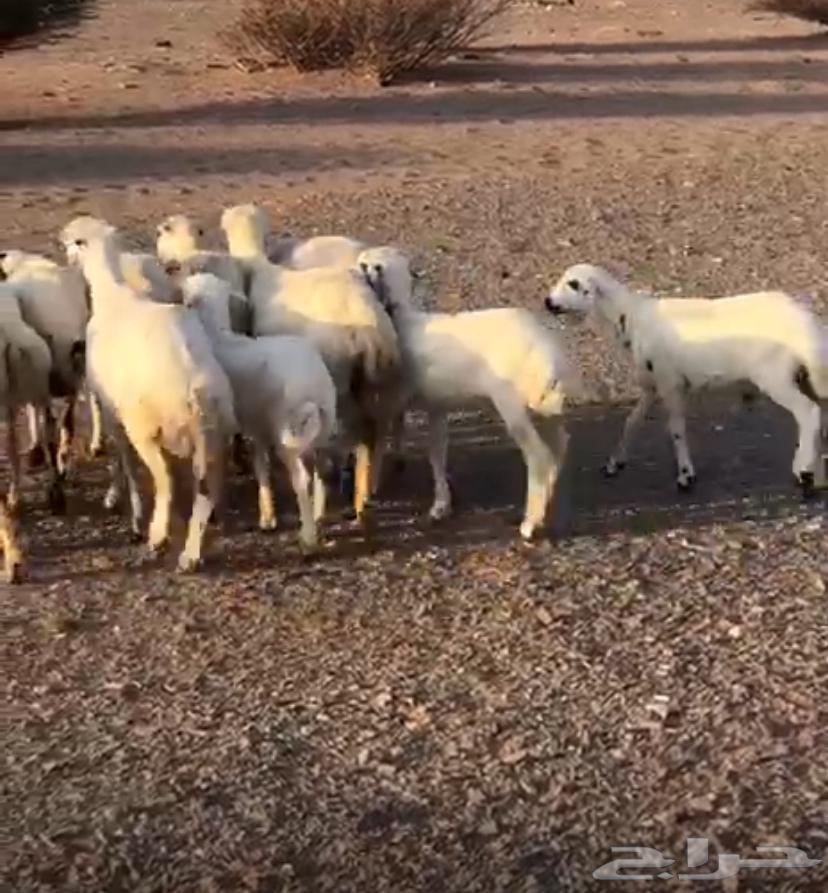 8 sheep with 4 lambs, 3 full-fed and the rest paid for64548210595201111