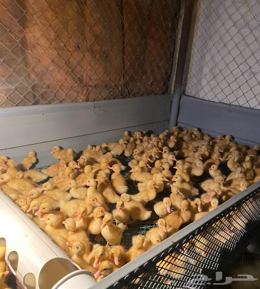 للبيع صوص بط بكيني64547874637698110