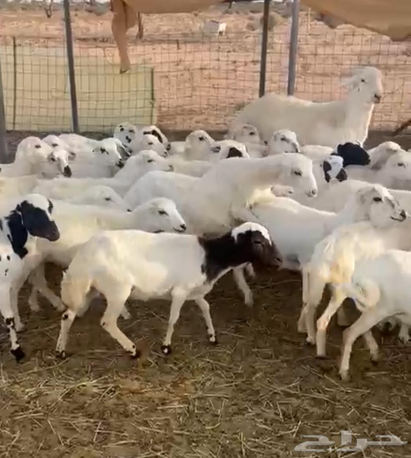 رخال رفيدية جاهزه للفحل تم البيع تم البيع64546054241538110