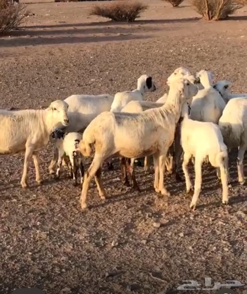 8 sheep with 4 lambs, 3 full-fed and the rest paid for64548210595201110