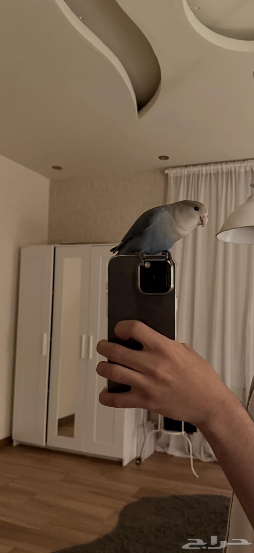 روز للبيع مستعجل64548406433154112