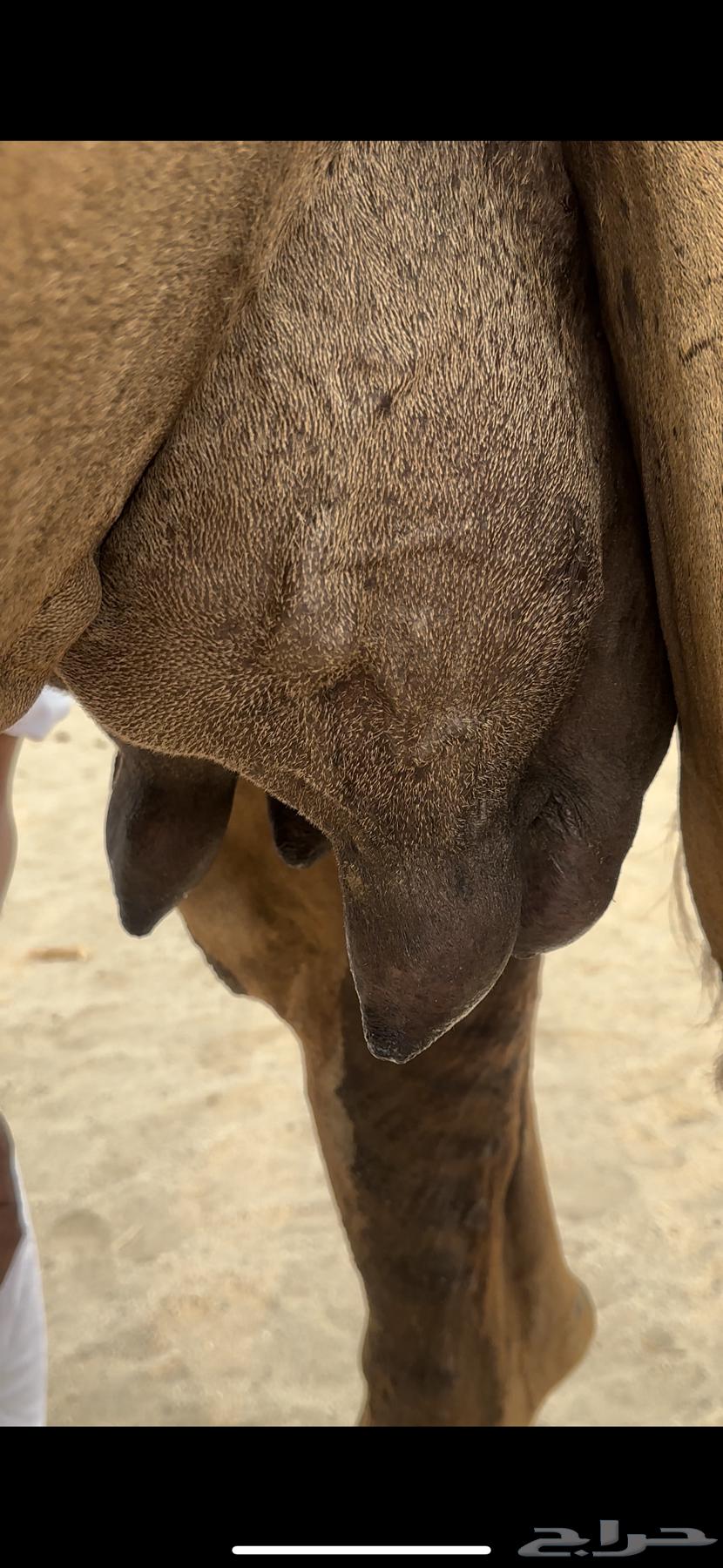 A fine red she-camel for guests (Sold)64550362654337113