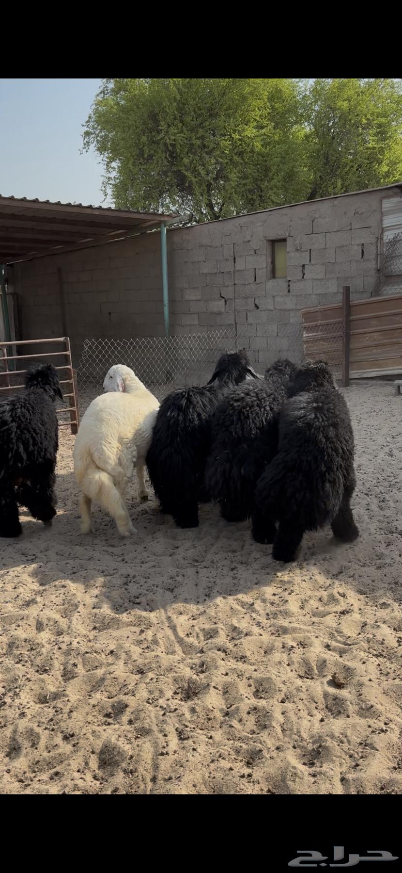 خرفان عرب بريه (تم البيع)64546818553474110