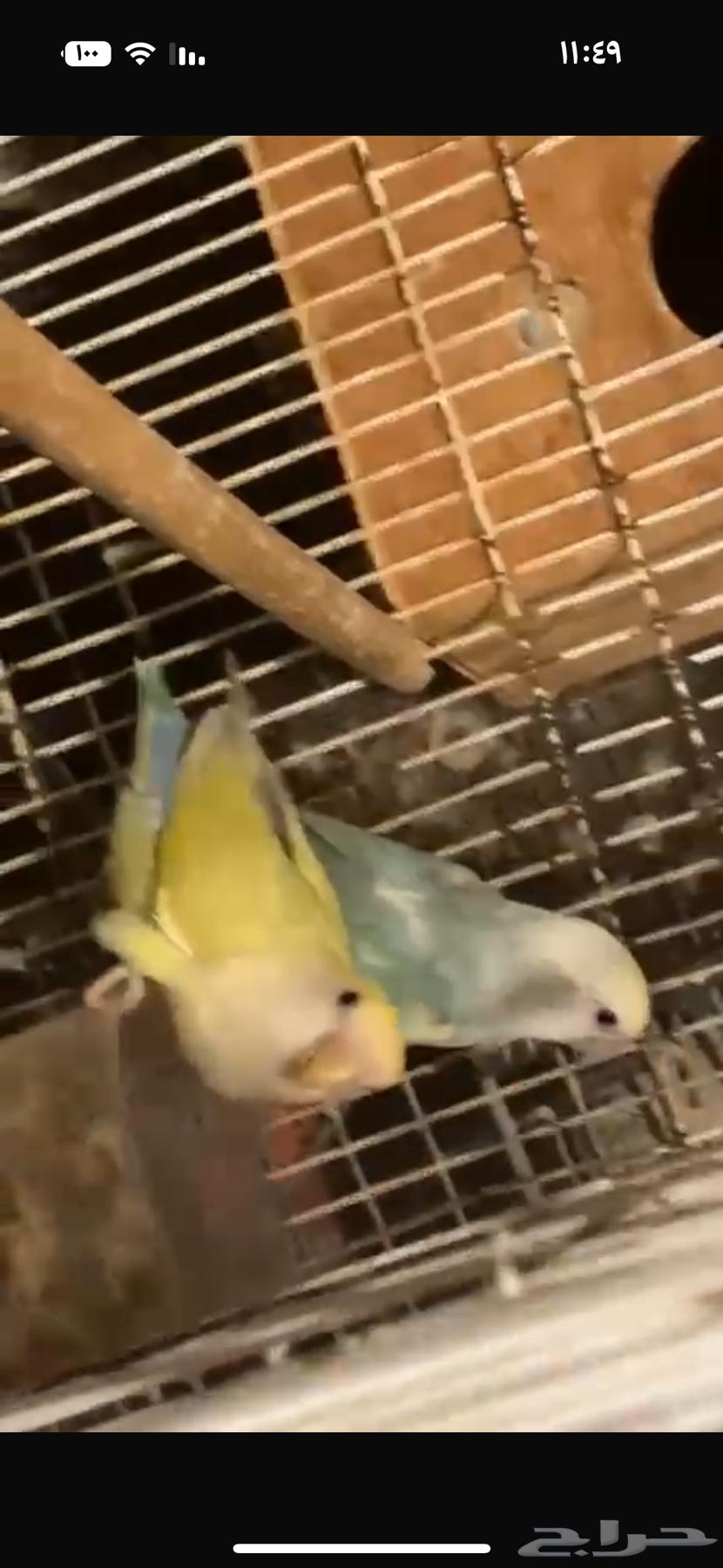 طيور روز منتجة64546456756225113