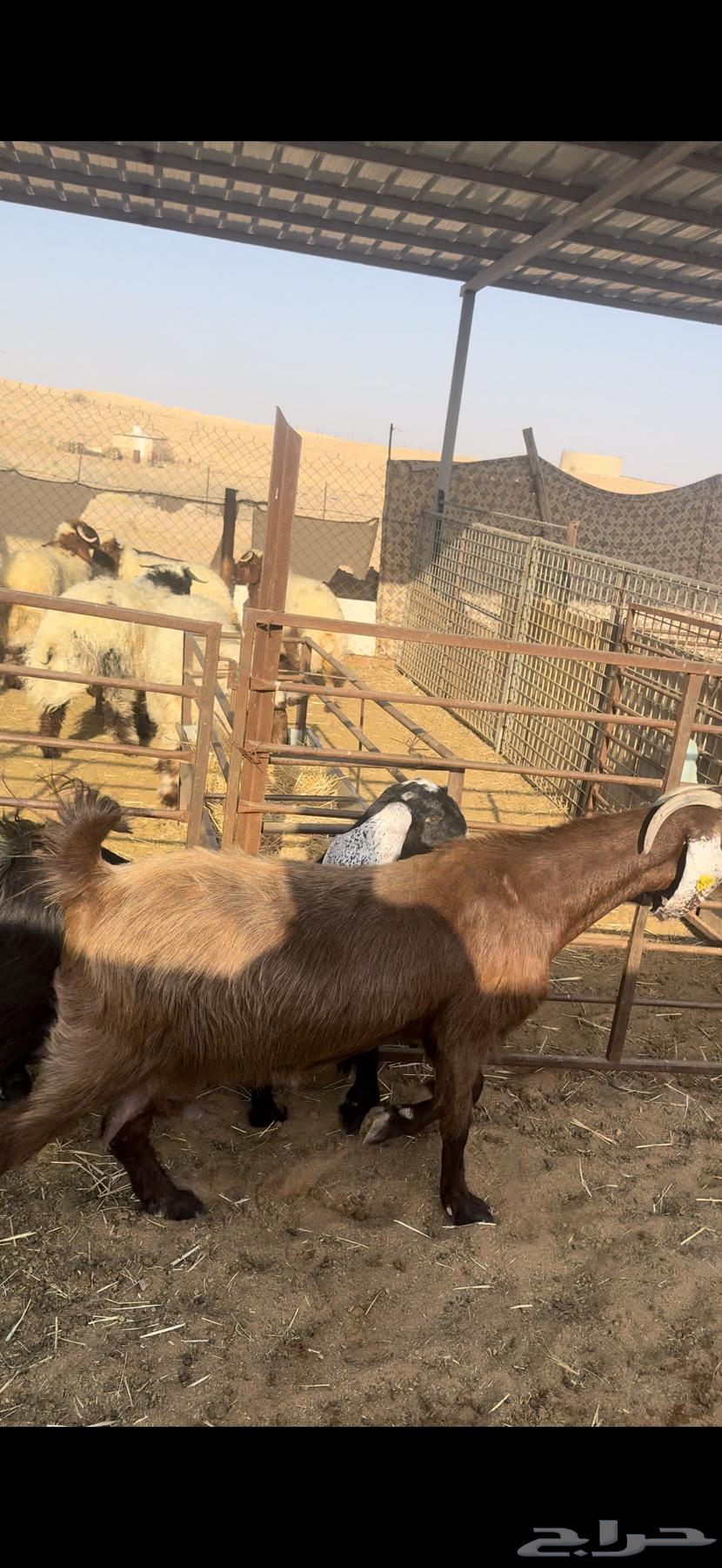 للبيع عنز كفو معها بنتها64552392090626111