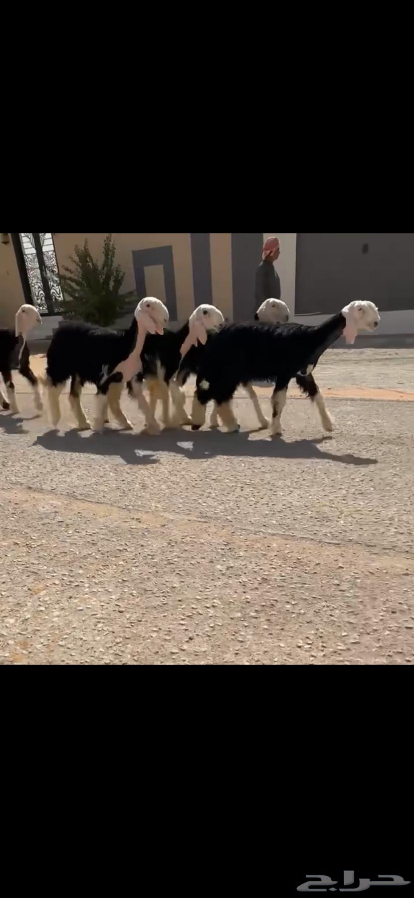 رخال نجد نوادر ( تم البيع )64545941891330110