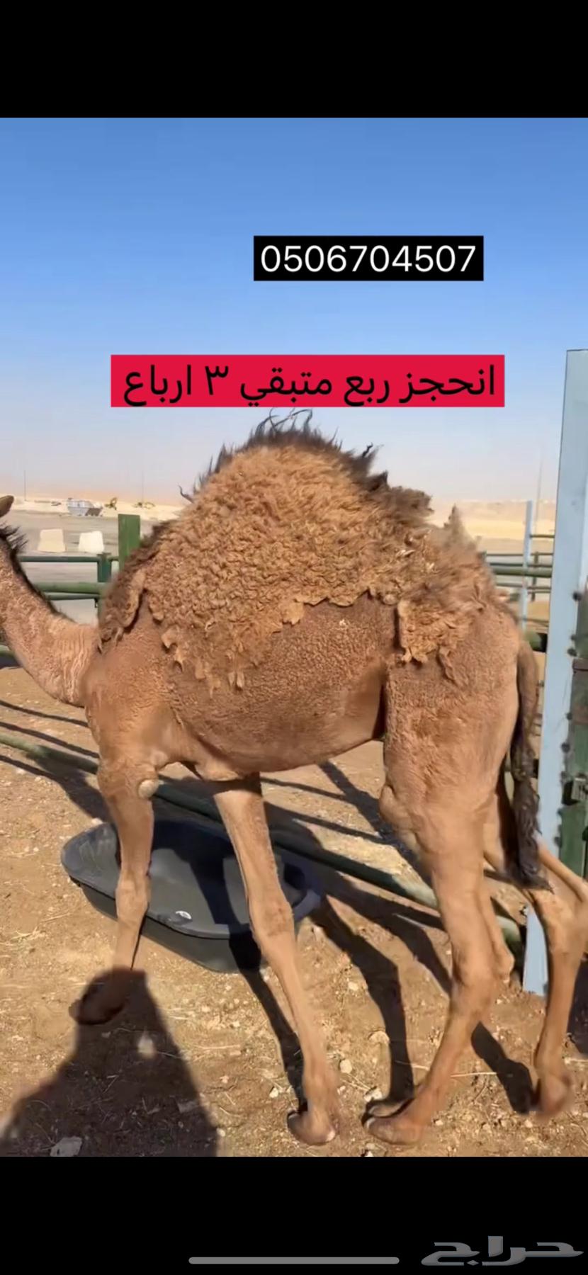 متبقي نص حاشي جاية من البر للحجز ربع ثمن تواصل معنا64545160773121110