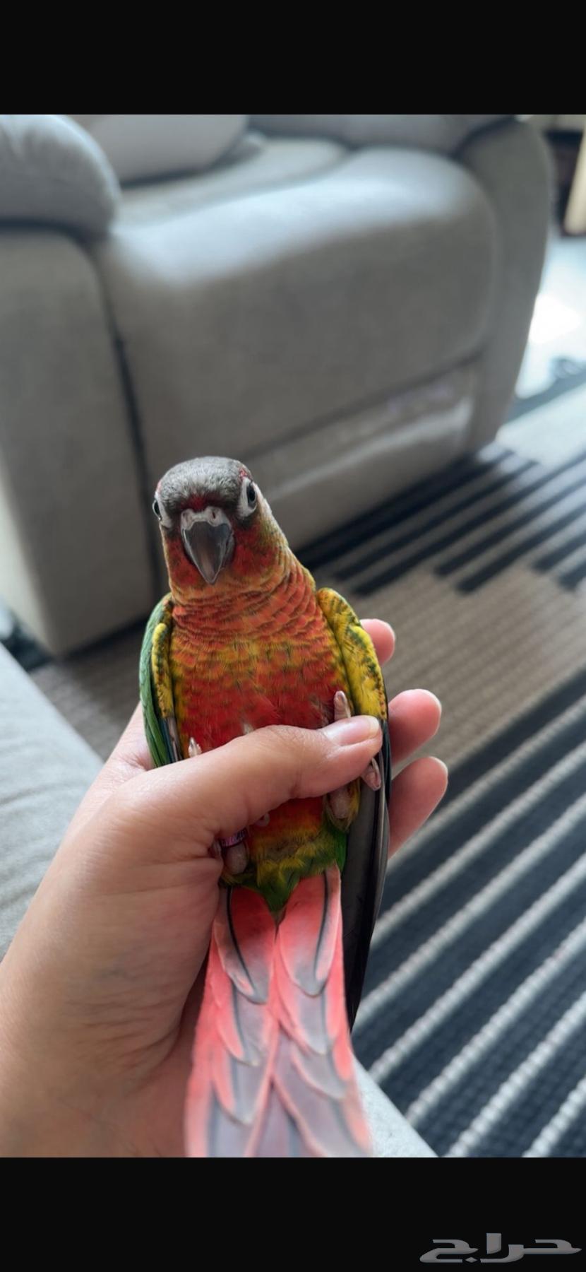 تم البيع64546818569603110