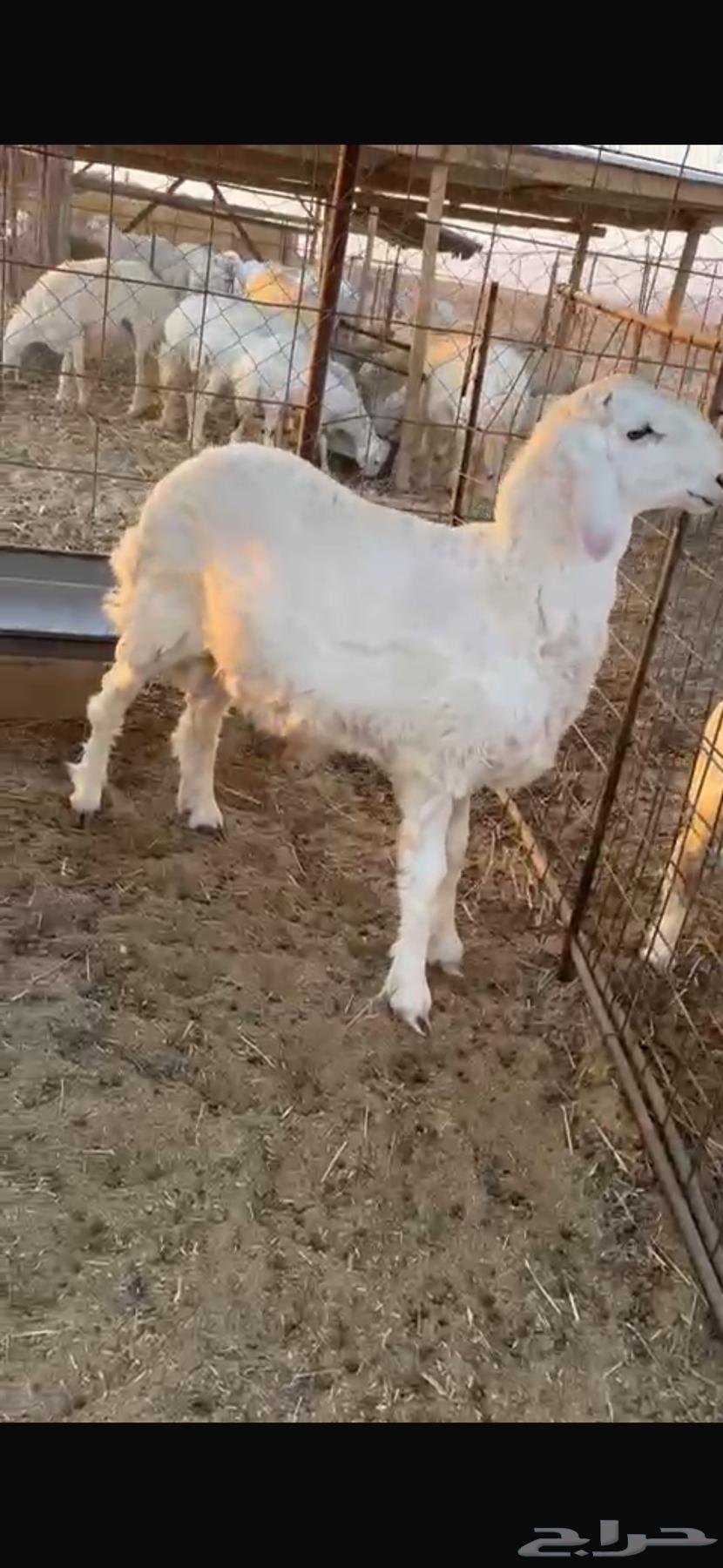 طلي حري طيب64552788846209110