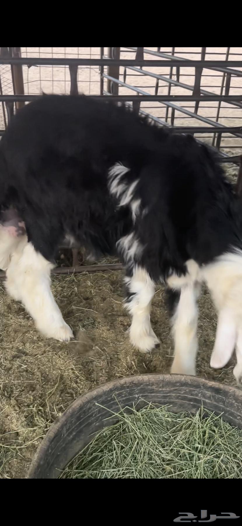 للبيع خروف عمره خمس اشهر ونص الابرق وخروف عمره اربع اشهر64552675740161114