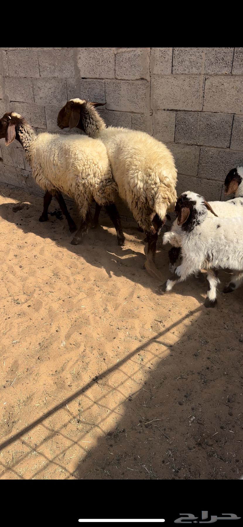 نعيم مواليد. (( تم البيع ))64545799930754110