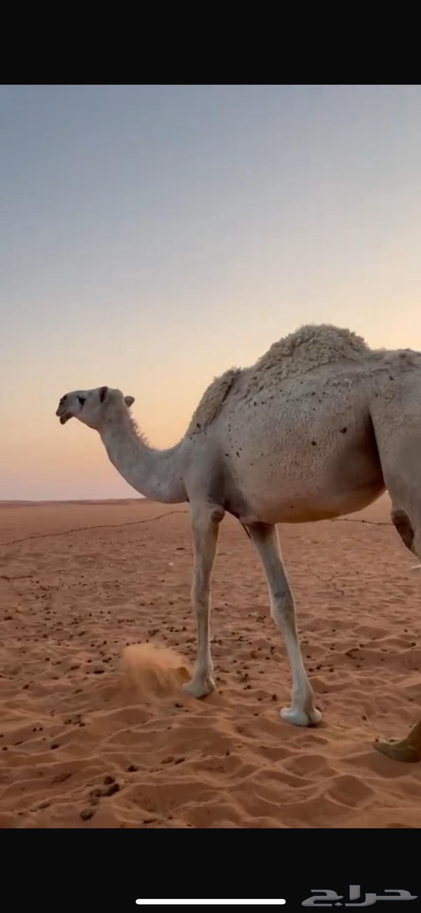 For sale, a plot64546721144323110