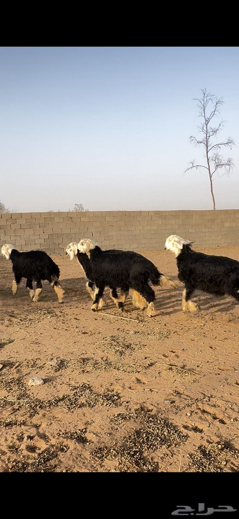 للبيع طليان نجد64550318154755114